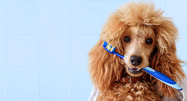 poodle holding a toothbrush in its mouth