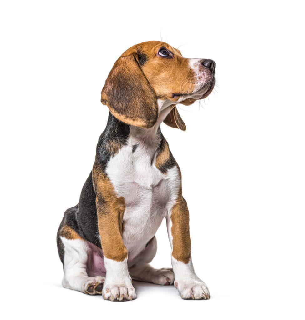 Young Beagle puppy looking up and hoping for a treat at The Animal Hospital at Lake Brandt.