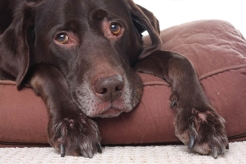 chocolate labrador retriever laying down on dog bed