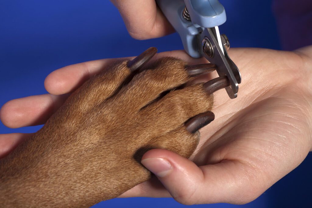dog getting their nails trimmed