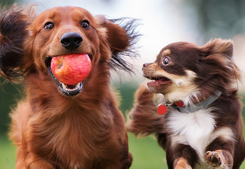 The Animal Hospital at Lake Brandt - full-service veterinary practice