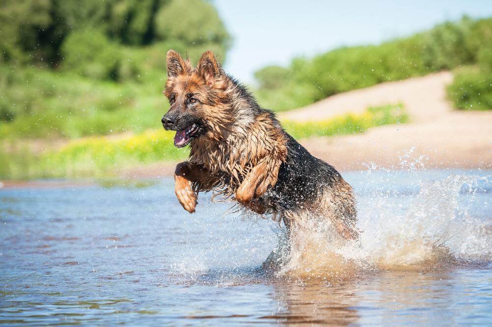 The Dangers of Blue-Green Algae: Pet Safety Tips from Your Summerfield Veterinarian