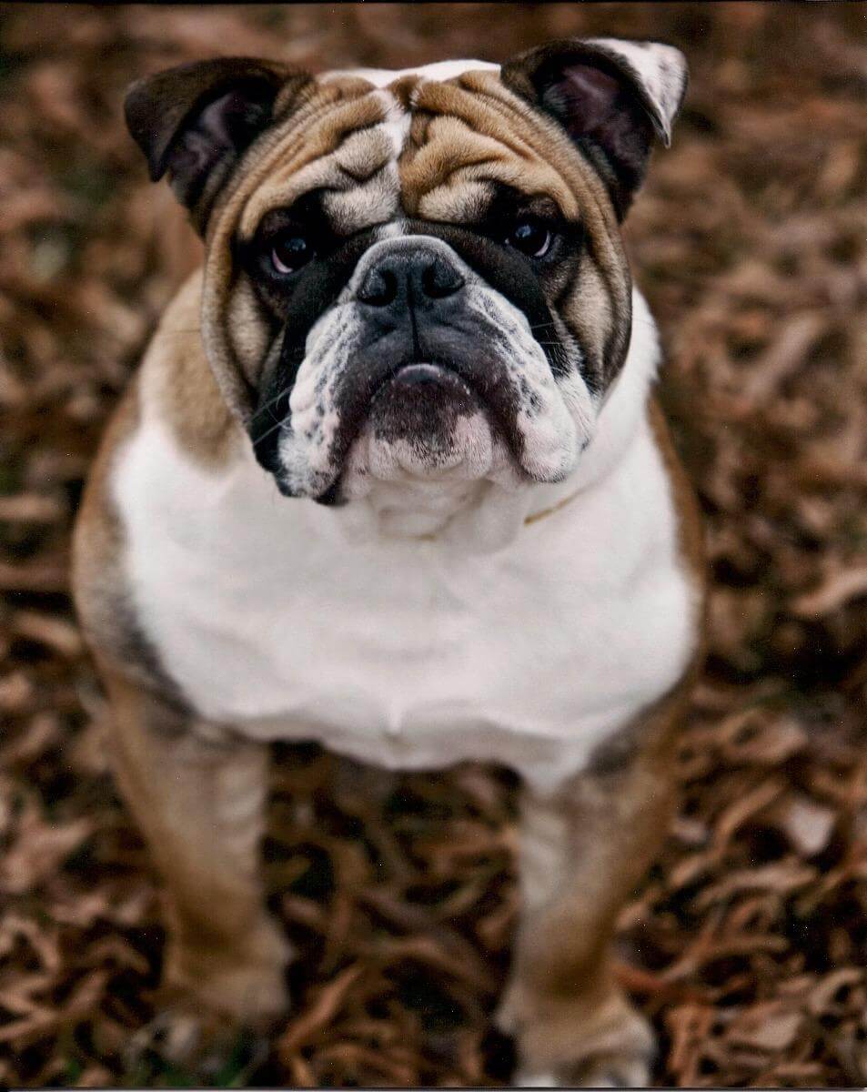 Read more about the article Brachycephalic Airway Syndrome (BAS)