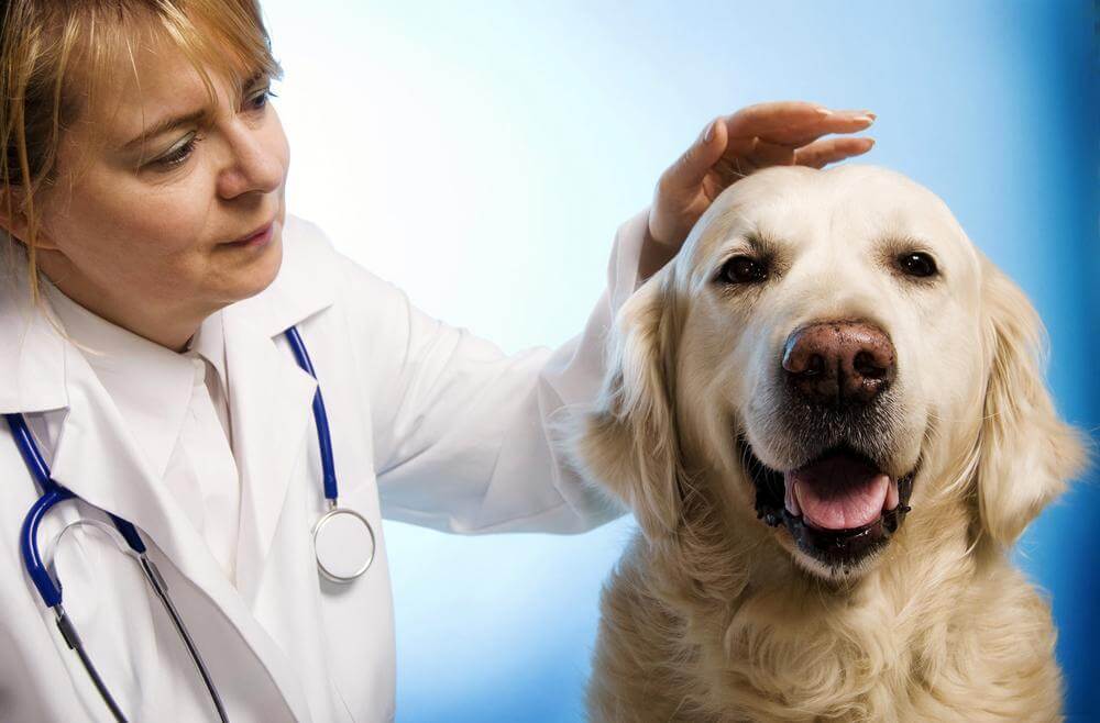 Read more about the article Common Issues That Can Be Caught In A Wellness Exam