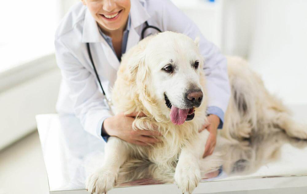 senior dog with veterinarian